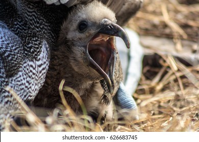 Baby Albatross In Galapagos Islands With Mouth Open