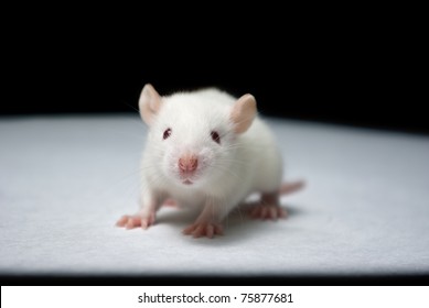 baby albino rat on white paper in lab