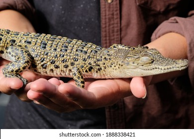 A baby alligator as a pet. Reptilian Lovers Community promoting not only lizards and snakes or turtles as a pet, but also alligators. - Shutterstock ID 1888338421