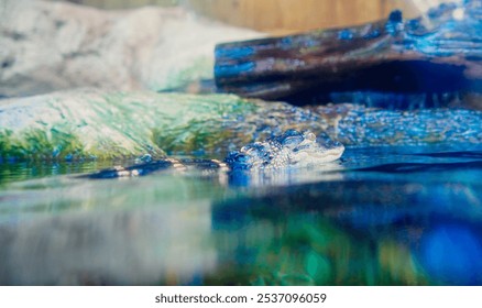 baby alligator rest in water - Powered by Shutterstock