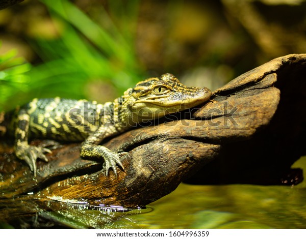 Baby Alligator resting on a log 