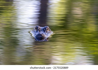 Baby Alligator at Alligator River National Wildlife Refuge, North Carolina - Shutterstock ID 2175520889