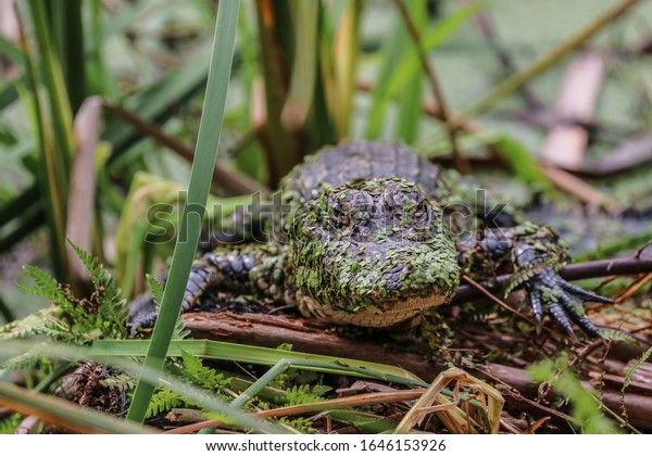 Bebe Alligator Avec Une Racaille De Photo De Stock Modifiable