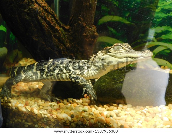 Baby Alligator Tank Reptile Gardens South Stock Photo Edit Now