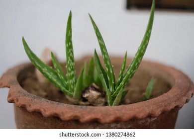 baby aloe vera in nursery - Shutterstock ID 1380274862
