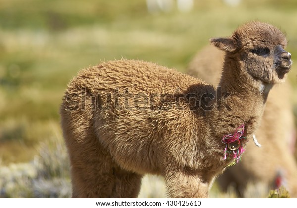 Baby Alpaca Lama Pacos On Wetland Stock Photo Edit Now Baby Alpaca Lama Pacos On Wetland Stock Photo Edit Now