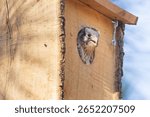 Baby American kestrel (Falco sparverius) peeking from birdhouse entrance while calling, in Janesville, California.