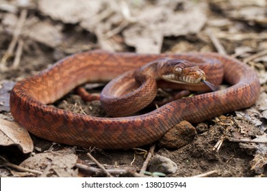 81 Amethystine python Images, Stock Photos & Vectors | Shutterstock