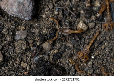 Baby Anatolian Yellow Scorpion From The Buthidae Family