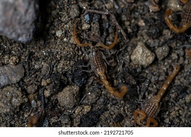 Baby Anatolian Yellow Scorpion From The Buthidae Family