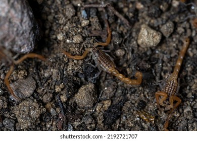 Baby Anatolian Yellow Scorpion From The Buthidae Family