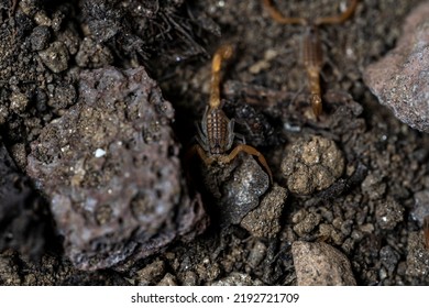 Baby Anatolian Yellow Scorpion From The Buthidae Family