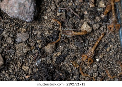 Baby Anatolian Yellow Scorpion From The Buthidae Family