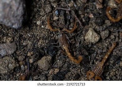 Baby Anatolian Yellow Scorpion From The Buthidae Family