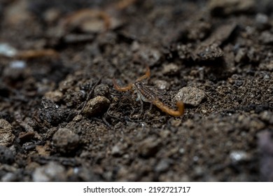 Baby Anatolian Yellow Scorpion From The Buthidae Family