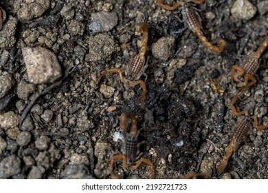 Baby Anatolian Yellow Scorpion From The Buthidae Family