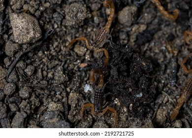 Baby Anatolian Yellow Scorpion From The Buthidae Family