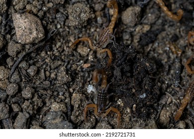 Baby Anatolian Yellow Scorpion From The Buthidae Family