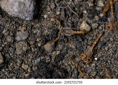 Baby Anatolian Yellow Scorpion From The Buthidae Family