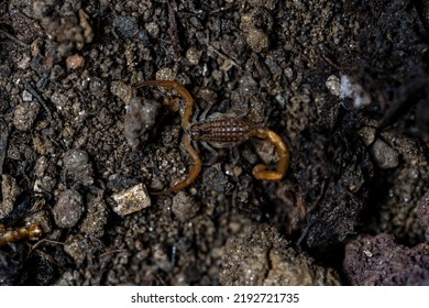 Baby Anatolian Yellow Scorpion From The Buthidae Family