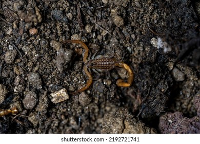 Baby Anatolian Yellow Scorpion From The Buthidae Family