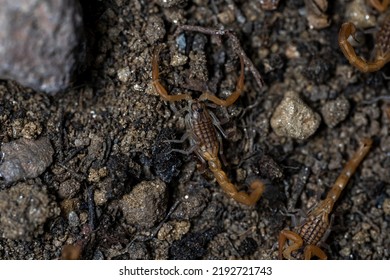 Baby Anatolian Yellow Scorpion From The Buthidae Family