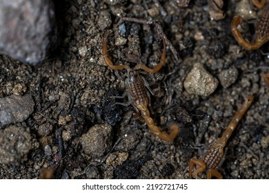 Baby Anatolian Yellow Scorpion From The Buthidae Family