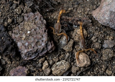 Baby Anatolian Yellow Scorpion From The Buthidae Family