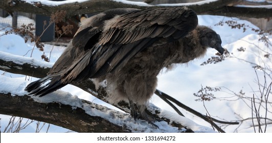 Baby Andean Condor Vultur Gryphus South Stock Photo 1331694272 ...