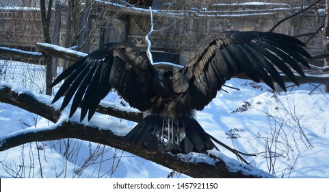 Hawk Attacks Family Pet