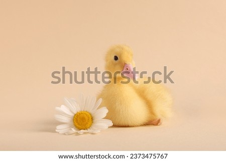 Baby animal. Cute fluffy duckling near flower on beige background
