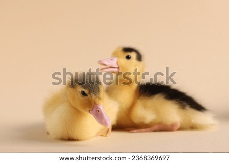 Baby animals. Cute fluffy ducklings on beige background, selective focus