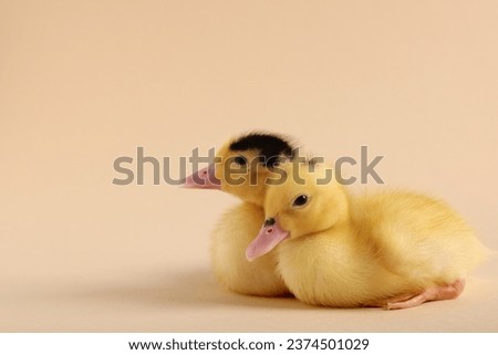 Baby animals. Cute fluffy ducklings on beige background, space for text