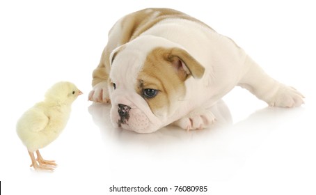 Dog Bully Images, Stock Photos & Vectors | Shutterstock Dog Bully Images, Stock Photos & Vectors | Shutterstock