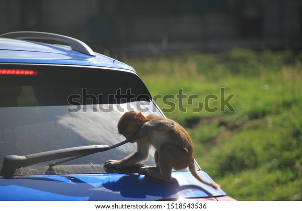A baby\
ape destroys the windscreen wiper of a\
car