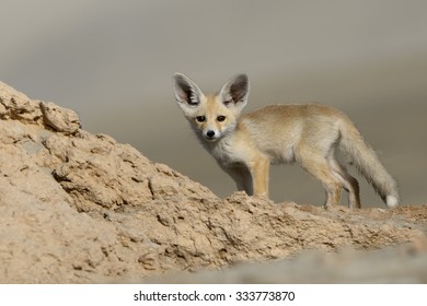 Baby Arabian Red Fox