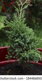 Baby Araucaria Heterophylla Or Cemara Pentris Or Cemara Norfolk In Pot