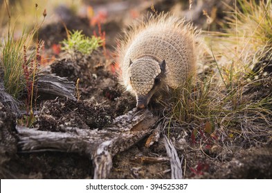 Baby Armadillo