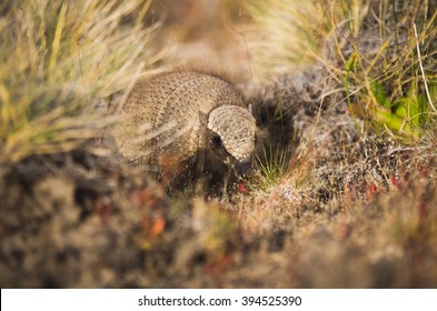 Baby Armadillo