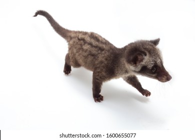 common palm civet baby