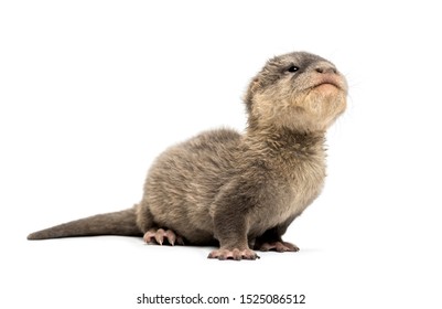 3,115 Baby otter Images, Stock Photos & Vectors | Shutterstock