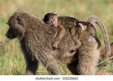 10,174 Baby baboon Images, Stock Photos & Vectors | Shutterstock