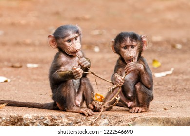 Baby Baboons playing on the edge of the Ngorongoro Crater in Tanzania
