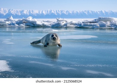 Baby Baikal seal on Lake Baikal ice, april. The Lake Baikal seal or nerpa (Pusa sibirica) is a species of earless seal endemic to Lake Baikal in Siberia, Russia. - Shutterstock ID 2125068524