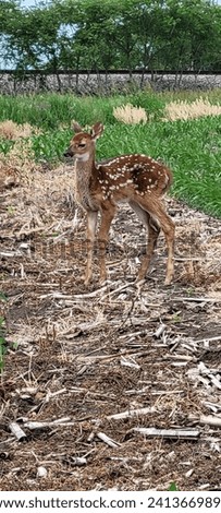 Baby Bambi Deer in Nature