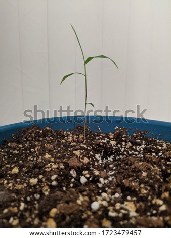 Baby bamboo plant. Chinese timber bamboo. Phyllostachys vivax. 