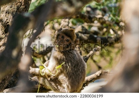 Baby Barbary Macaque (Macaca Sylvanus) ape. Gibraltar, United Kingdom. Selective focus
