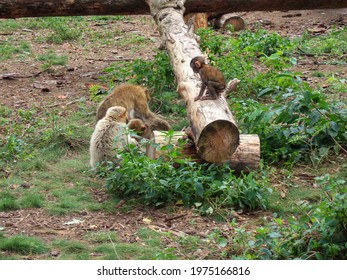 A baby Barbary macaque plays on a fallen log while his family sits below him and the tree. Around the monkeys are green bushes and shrubs.
