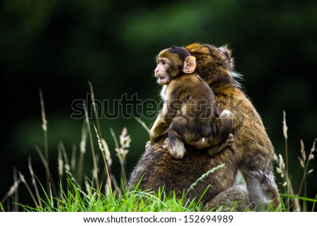 Baby barbary on mother's back in long grass against a dark background/Baby Barbary Macaque/Baby Barbary Macaque