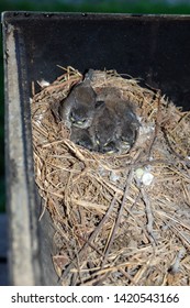 Baby Barn Swallows Hatched Inside Charcoal Stock Photo 1420543166 ...